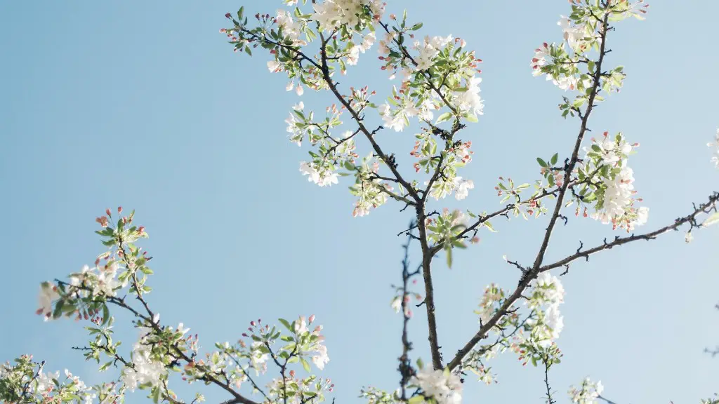 How To Prune An Apple Tree In Fall