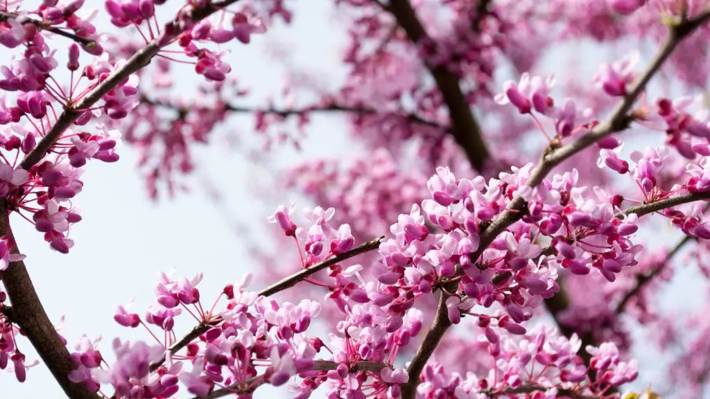 What Is Eating My Weeping Cherry Tree