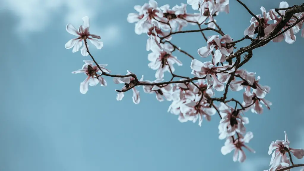 How To Transplant A Lemon Tree Into A Bigger Pot