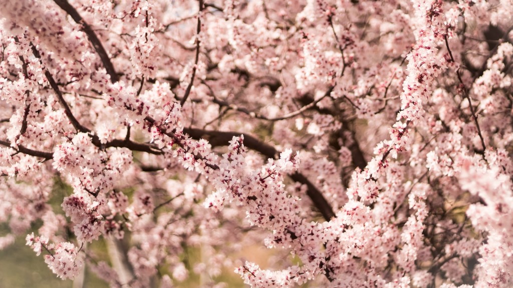 Where Can I Grow A Cherry Blossom Tree