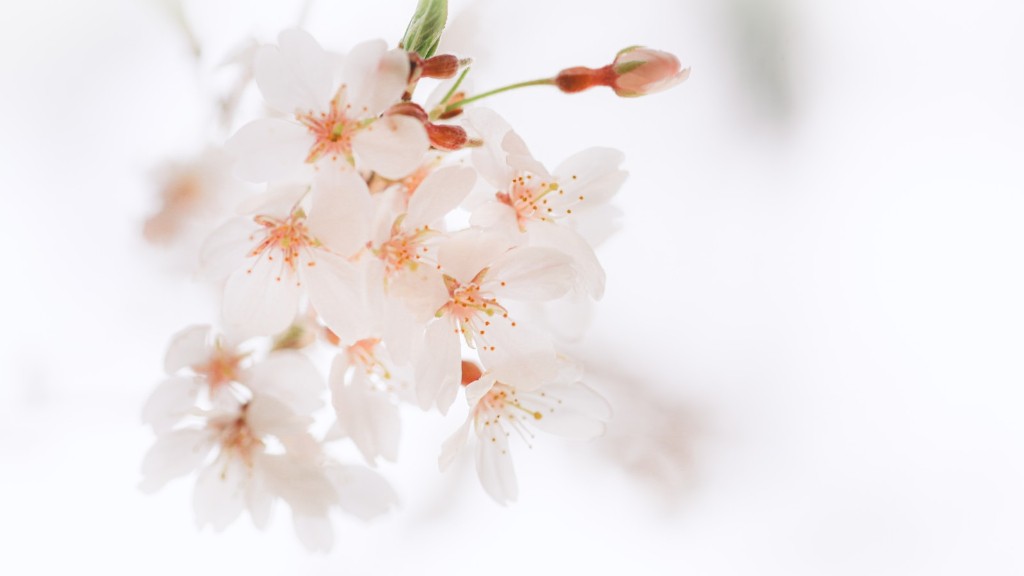 When Should You Trim A Weeping Cherry Tree