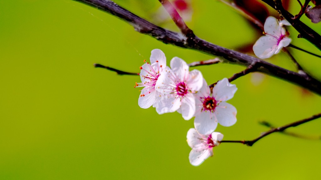 Can i plant a cherry blossom tree near my house?