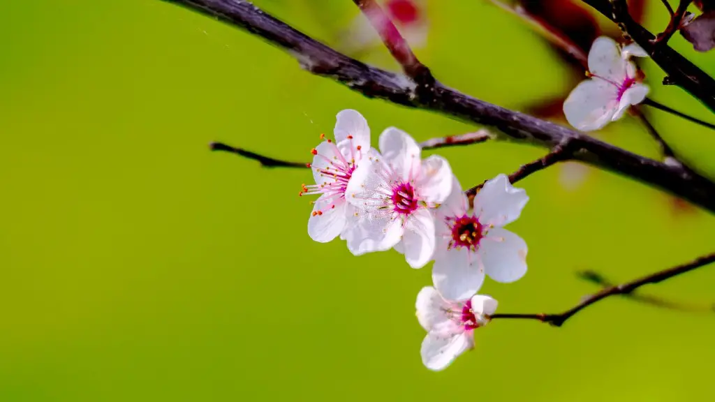 How To Transplant A Weeping Cherry Tree