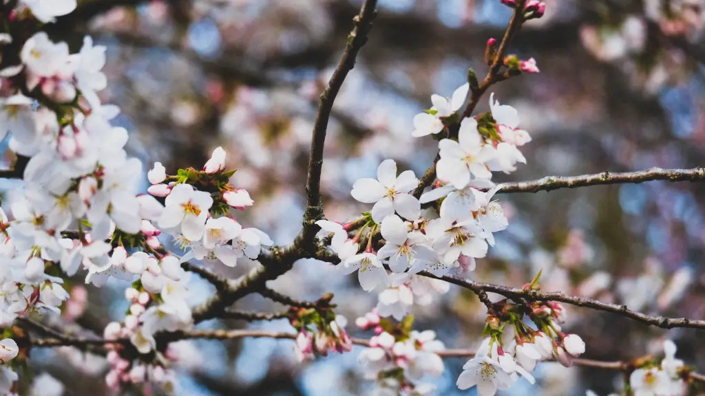 What Do Apple Tree Buds Look Like