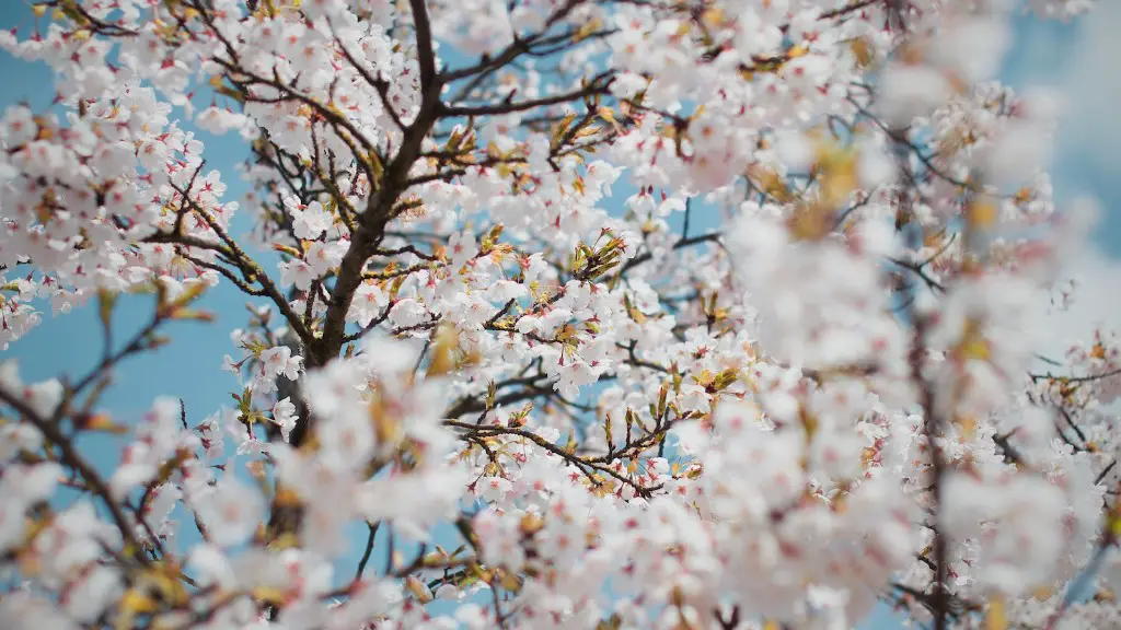 Where Can I Buy Japanese Cherry Blossom Tree