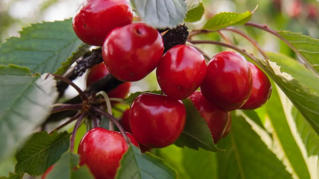 Does Stella Cherry Tree Need Pollinator