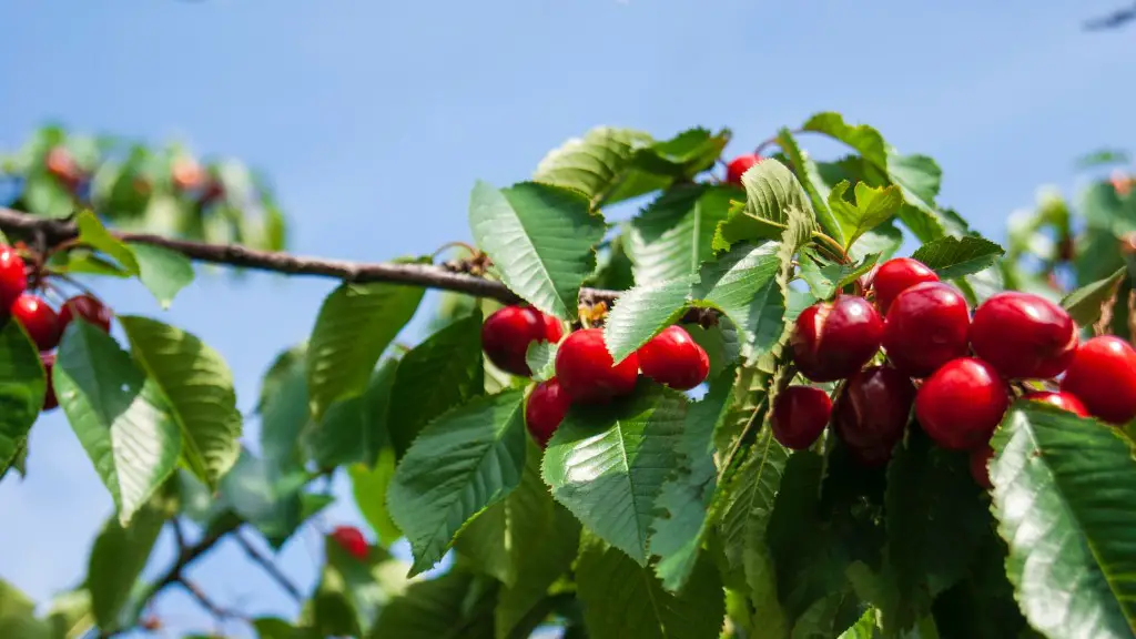 How Do You Plant A Weeping Cherry Tree