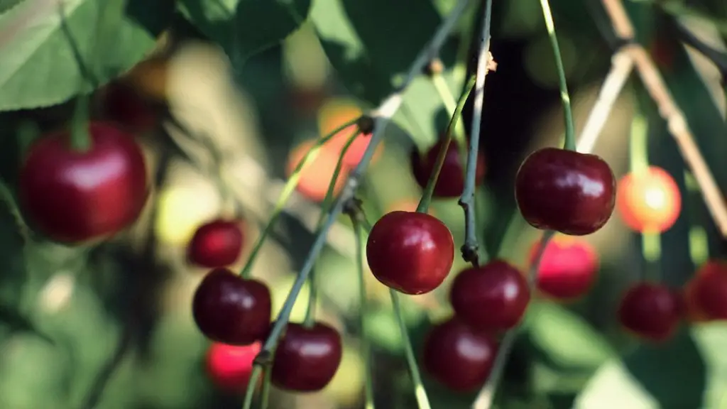 What Does The Leaf Of A Cherry Tree Look Like