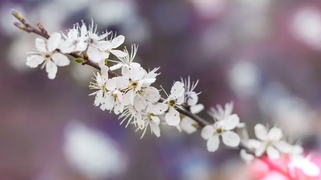 How to care for a cherry tree?