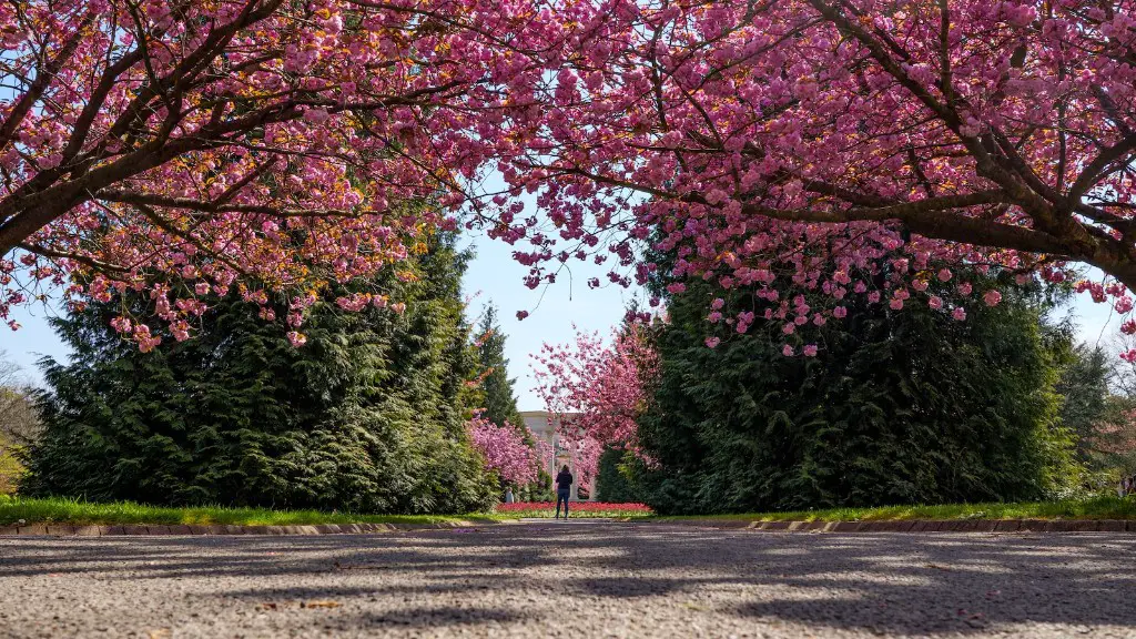 How To Prune A Mature Cherry Tree