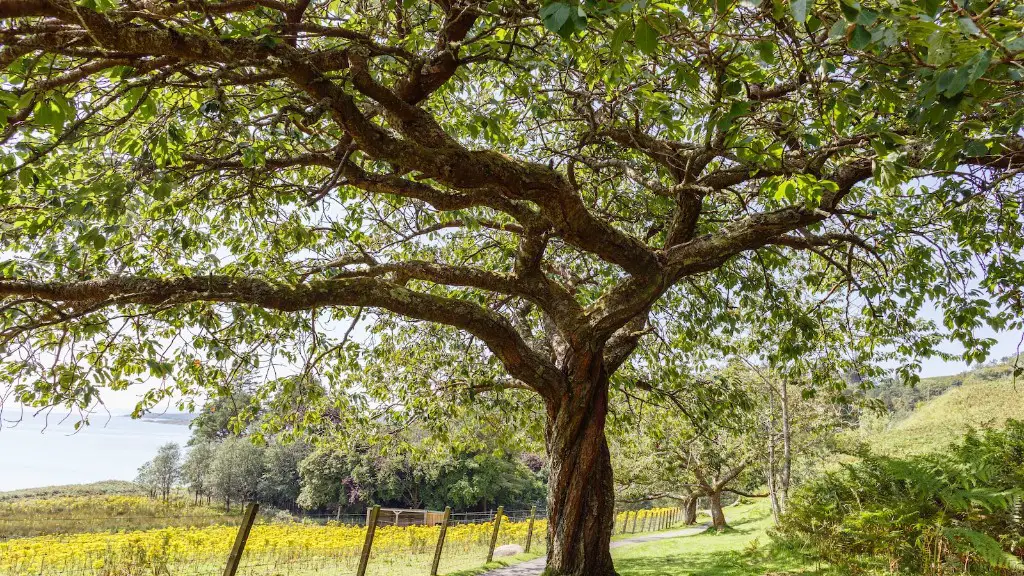 How to start apple tree from seed?