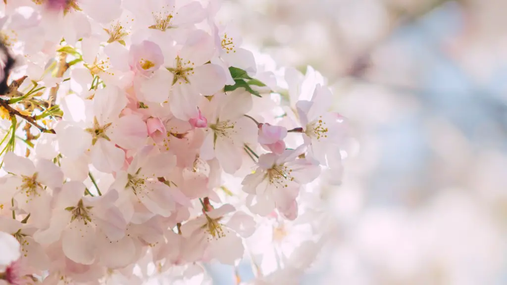 How To Grow A Cherry Blossom Bonsai Tree From Seed