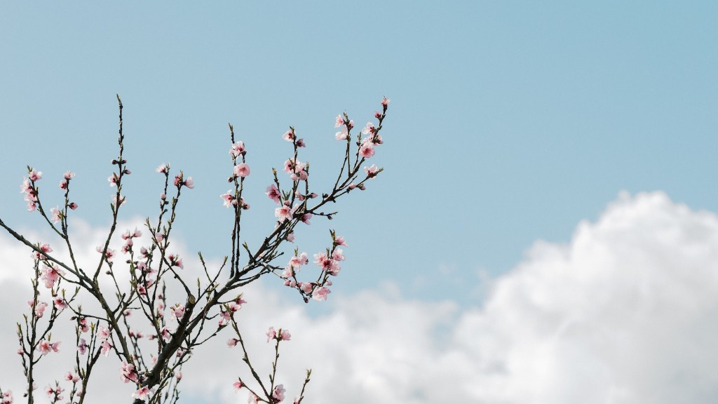 Can you grow a cherry blossom tree in michigan?