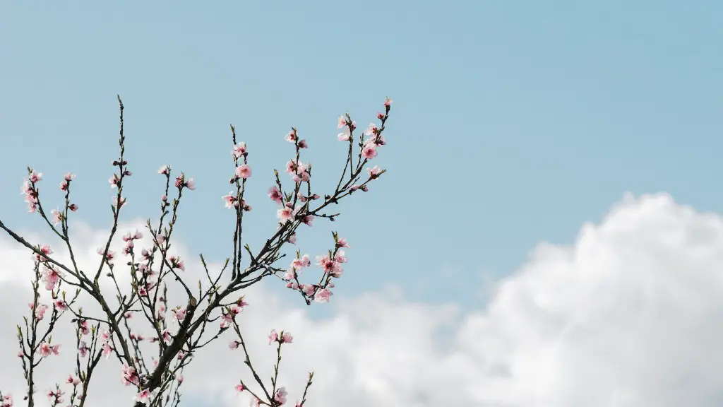 Can an apple tree grow from a seed?