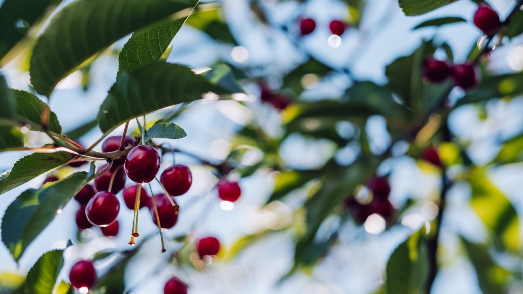 How To Get Cherries Off A Tree