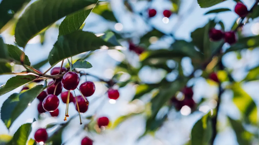 How much space do you need for an apple tree?