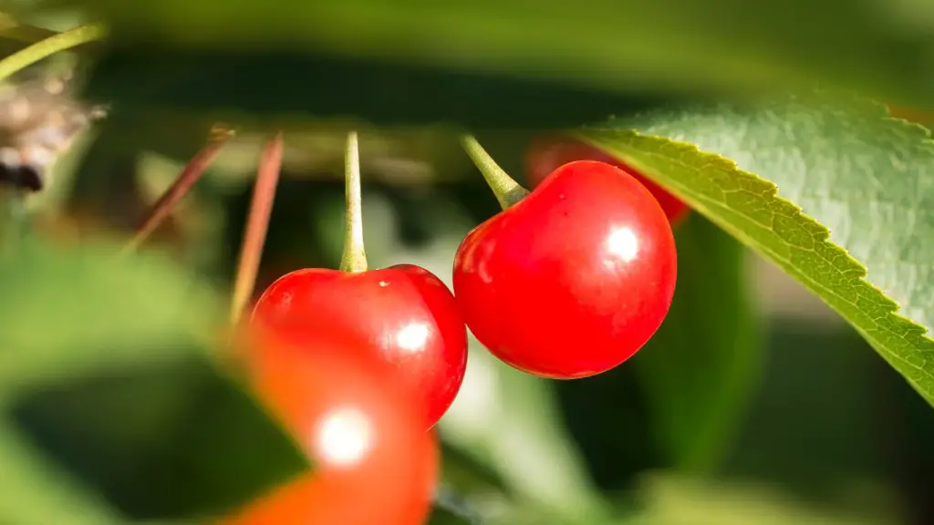 How many cherries does an average cherry tree hold?