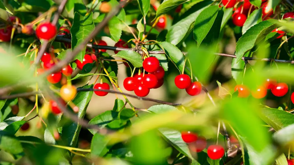 How to care for cherry tree?