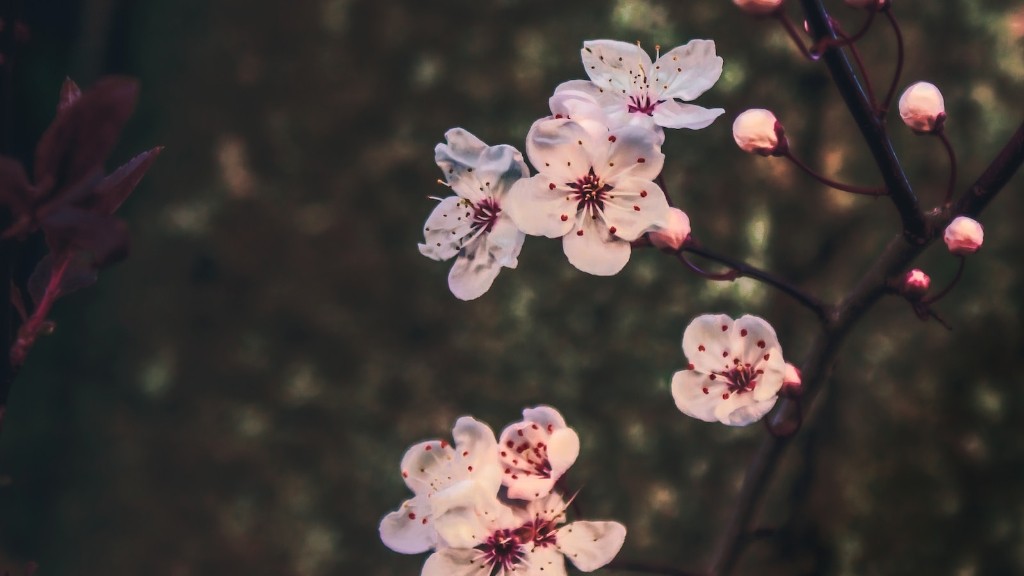 How Much Is A Black Cherry Tree Worth