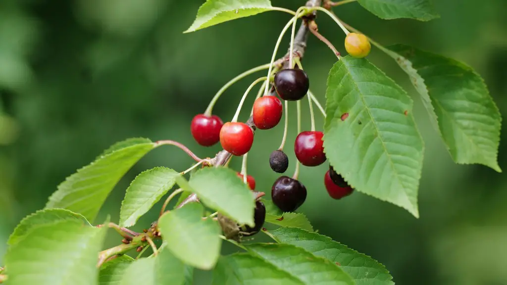 How Long Does An Avocado Tree Bear Fruit