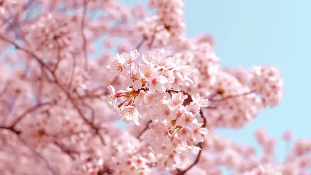 Why Is My Weeping Cherry Tree Leaking Sap