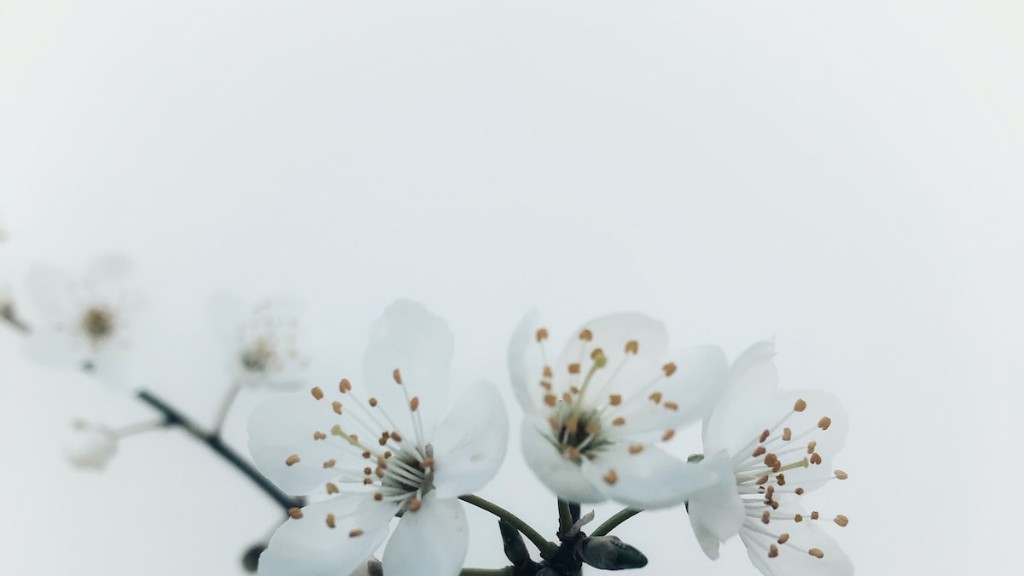 When Can I Plant A Cherry Blossom Tree