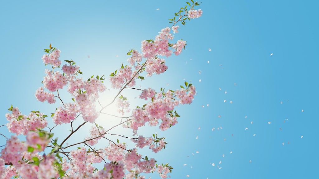 How to grow a cherry blossom tree?