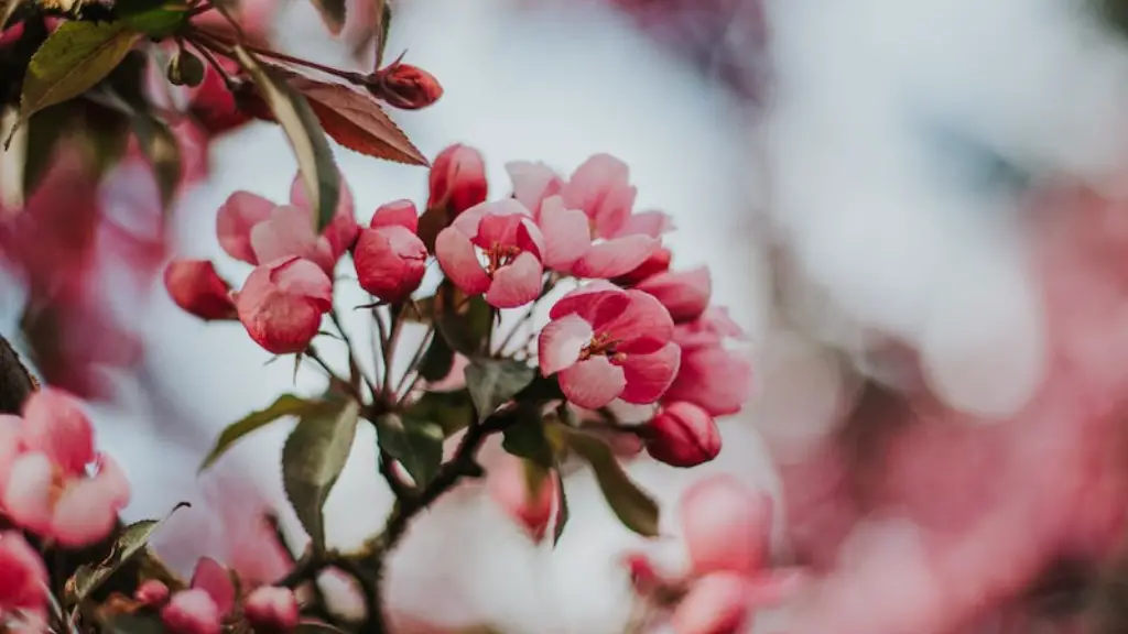 Are wild cherry tree berries poisonous?