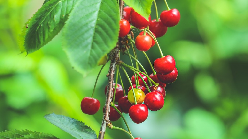 How To Plant Rainier Cherry Tree