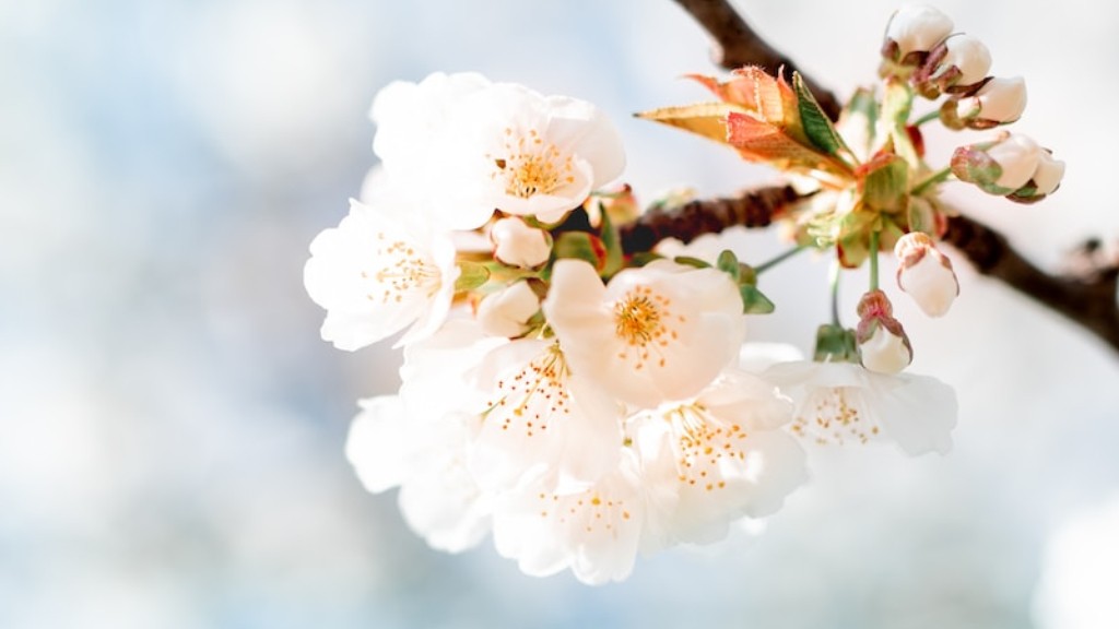 Can I Plant A Cherry Blossom Tree In A Pot