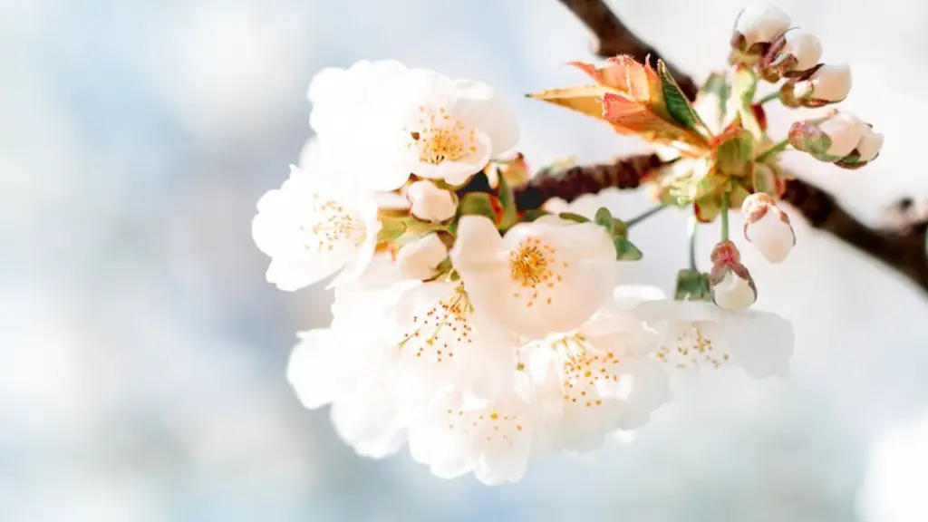 Can a cherry tree grow in a pot?