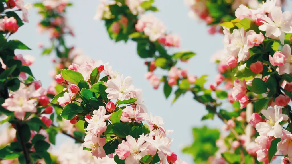 Can i grow a cherry blossom tree in texas?