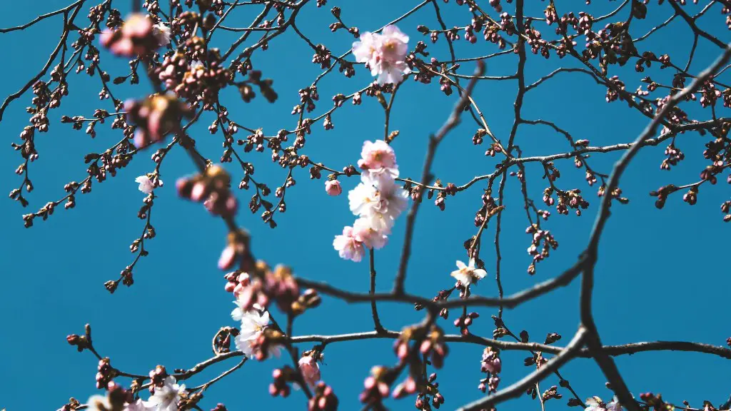 When does a weeping cherry tree blossom?