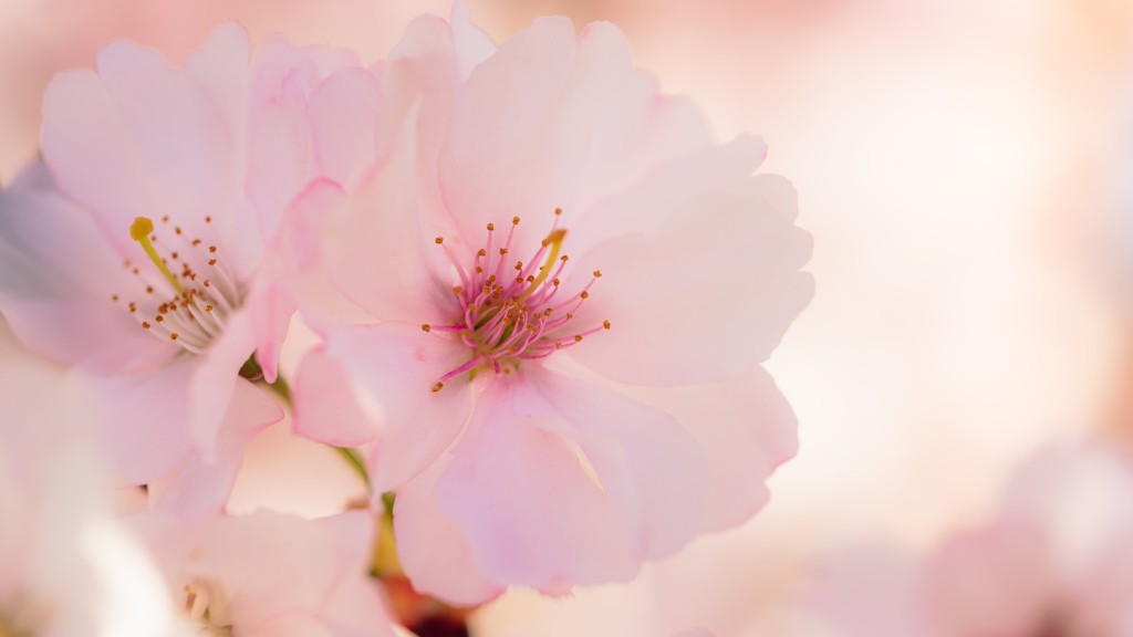 How Much Does Cherry Blossom Tree Cost