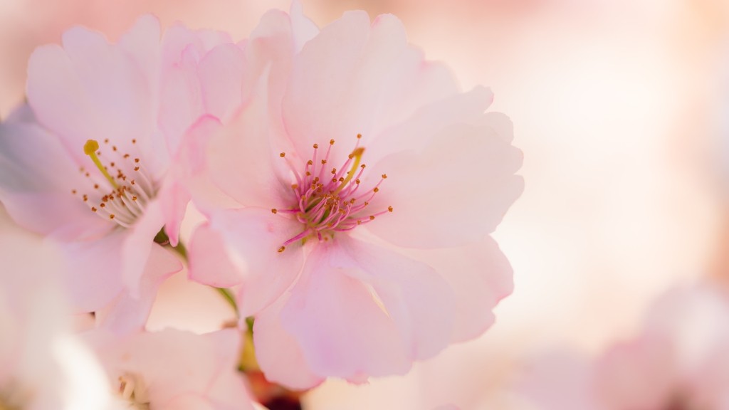 How To Prune A Cherry Blossom Tree Uk