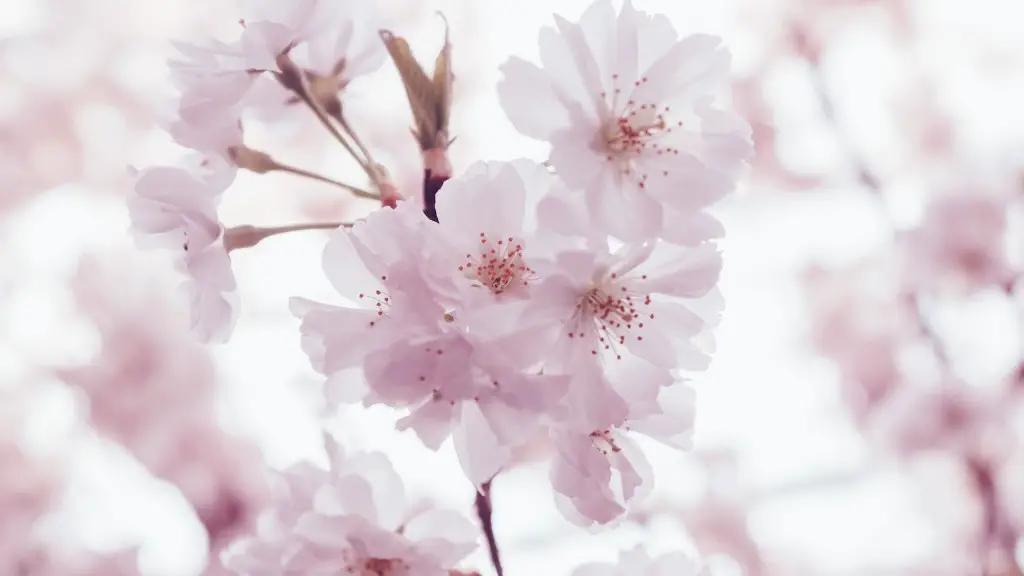 Can you root apple tree cuttings in water?