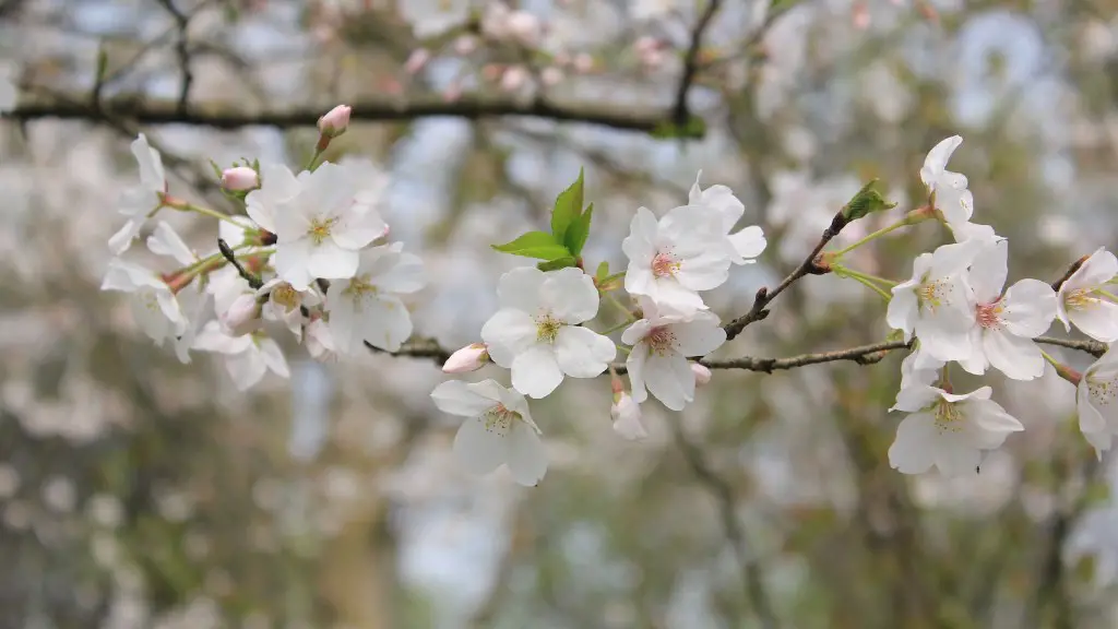 How long for an apple tree to grow?