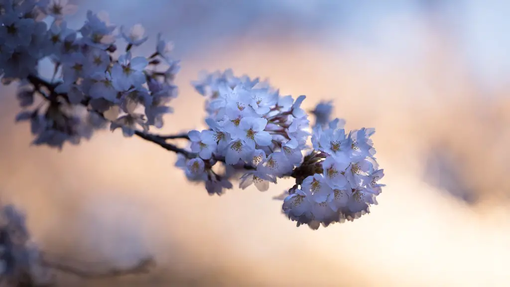 What does a black cherry tree look like?