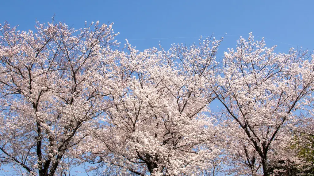 How to draw an apple tree easy?