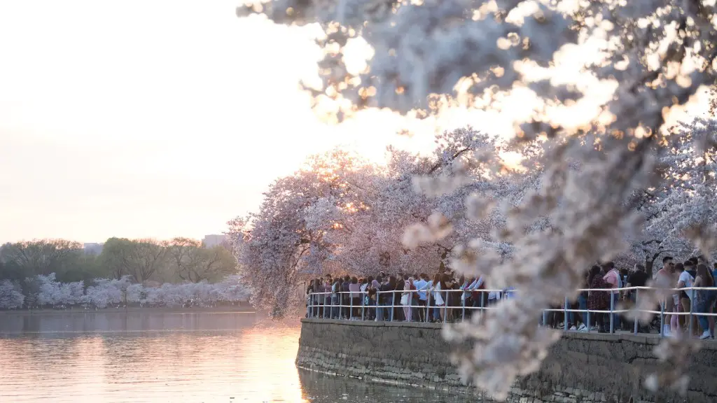 What To Plant Under A Weeping Cherry Tree