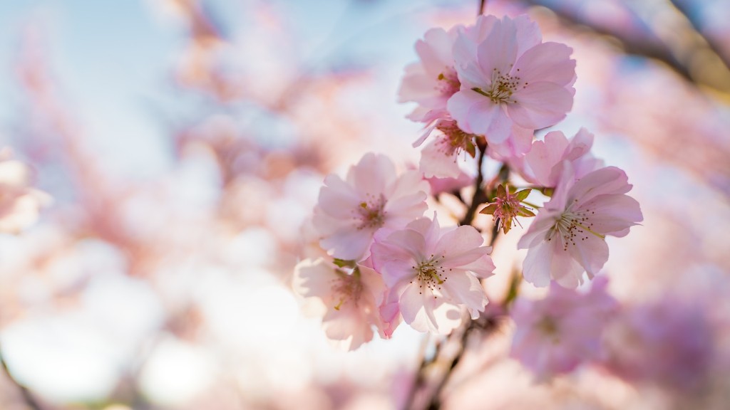 How to grow a cherry blossom tree?