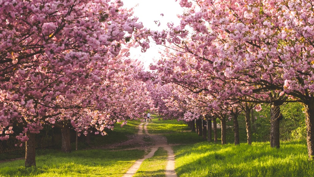 Where To Buy A Cherry Blossom Tree Near Me