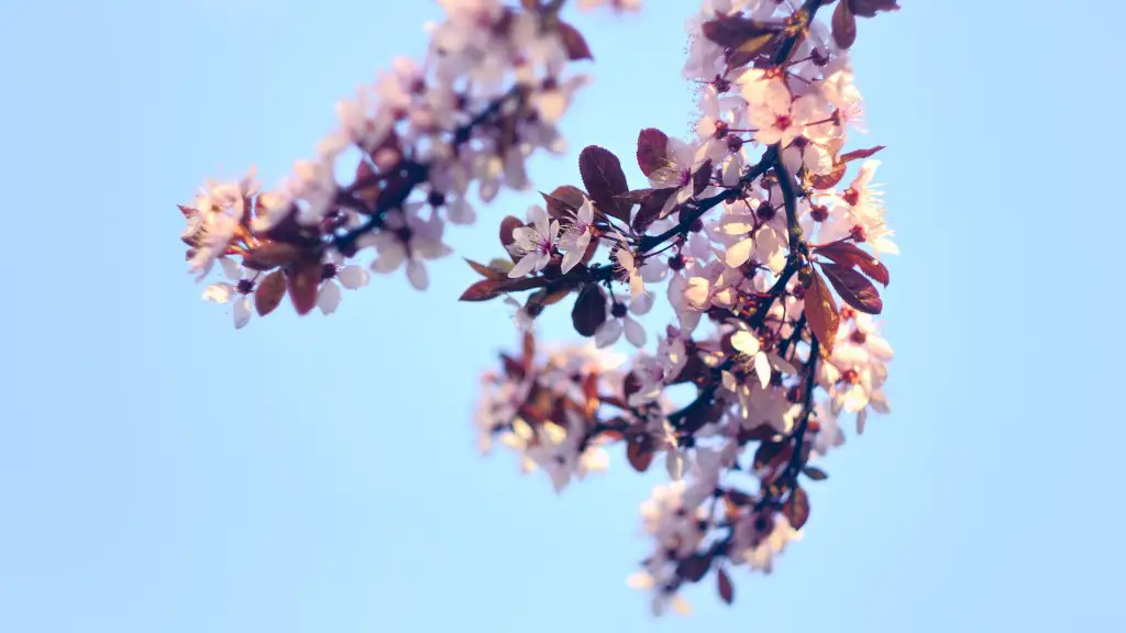 What Is A Triploid Apple Tree