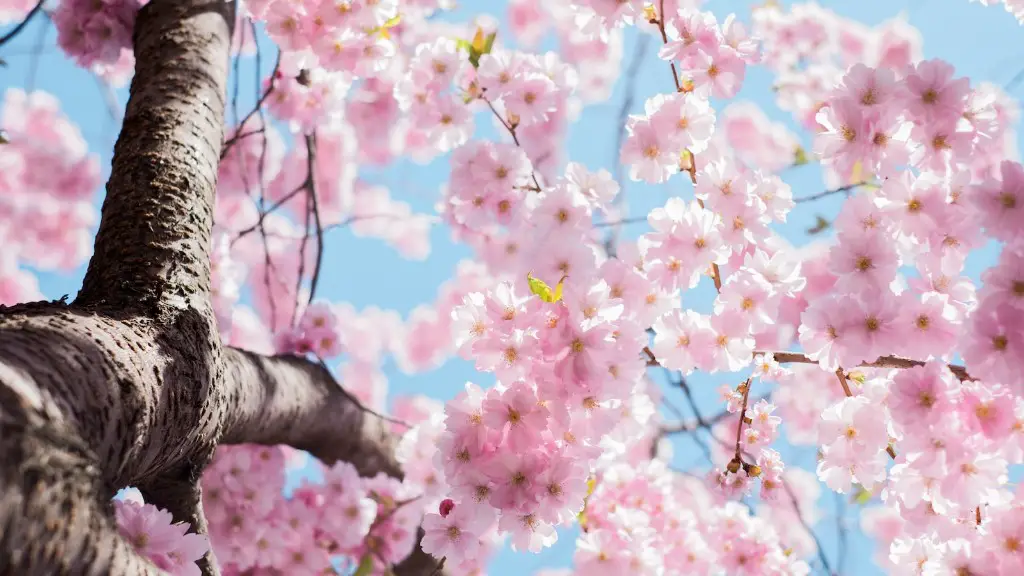 Where Can I Buy A Mini Cherry Blossom Tree