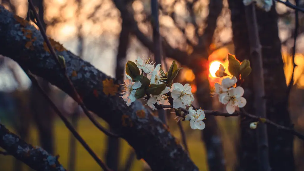 How To Keep A Weeping Cherry Tree Small