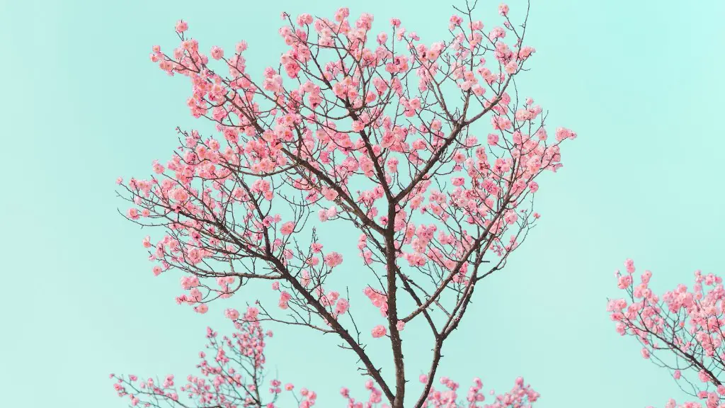 How To Grow Brazilian Cherry Tree From Seed