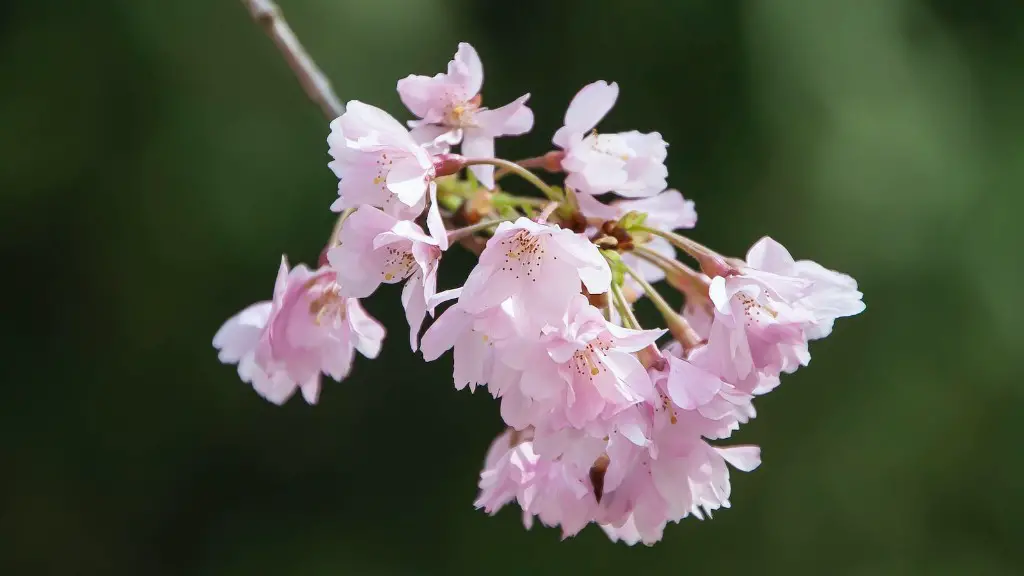 How tall does a cherry blossom tree grow?