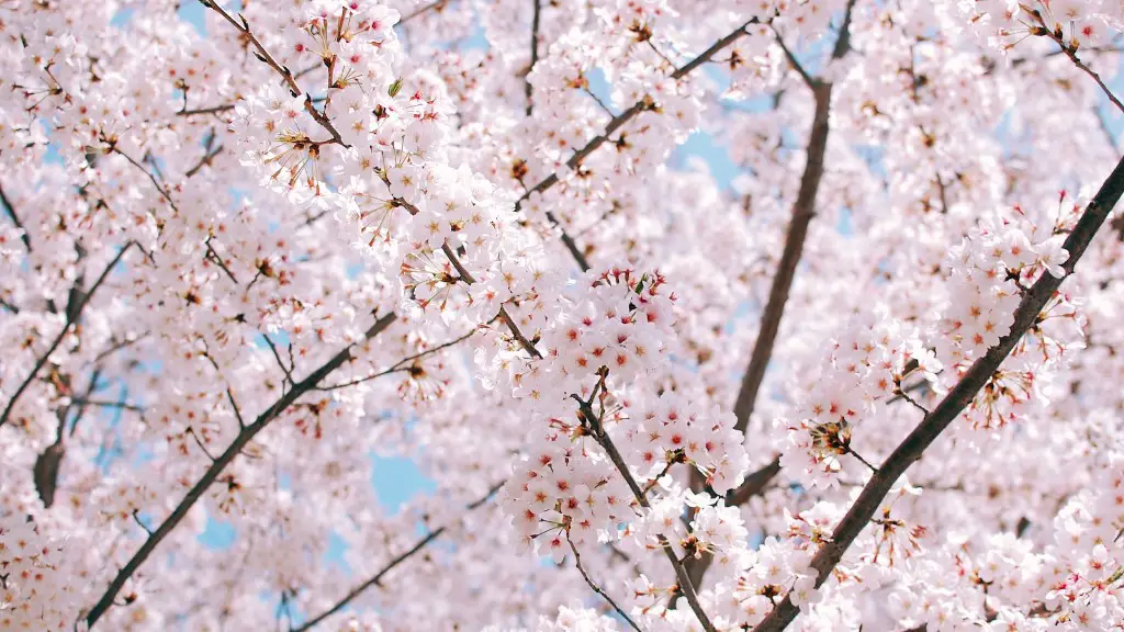 Can you grow a cherry tree in a pot?