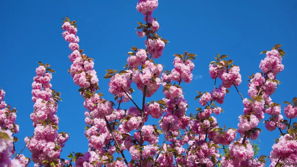 When does cherry tree blossom?