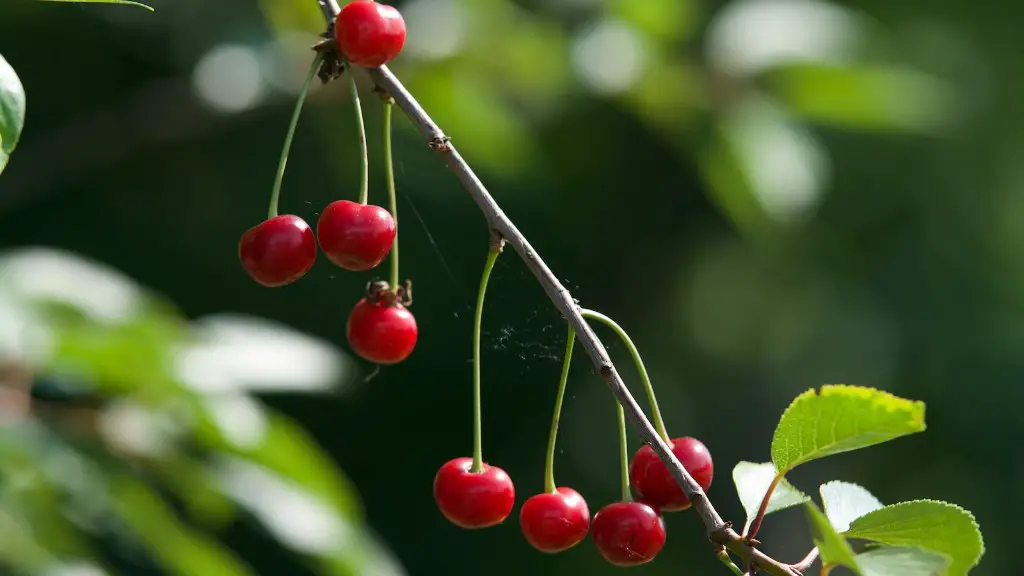 When And How To Prune A Cherry Tree